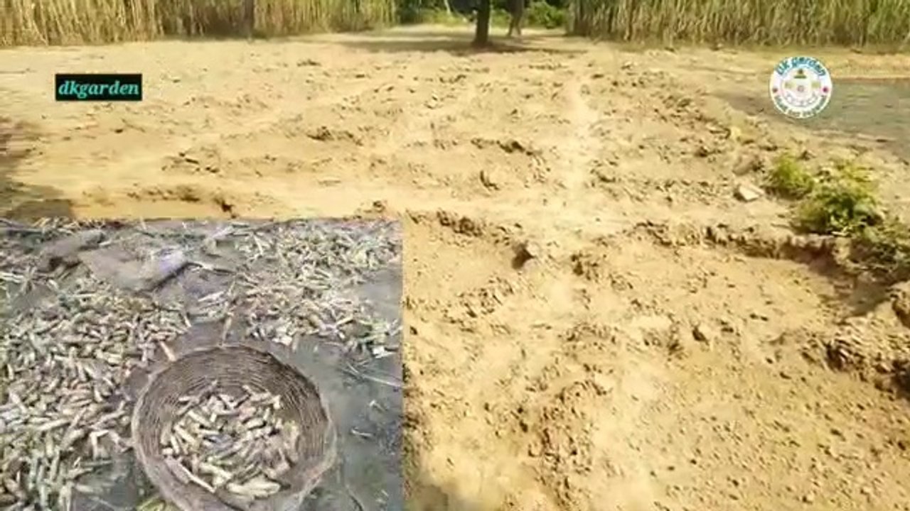 गन्ने_की_इस_विधि_से_मिलती_है_दुगनी_उपज।_बुवाई_से_ग्रोथ_तक।_गन्ने_की_रिंग_पिट_विधि।।(360p)