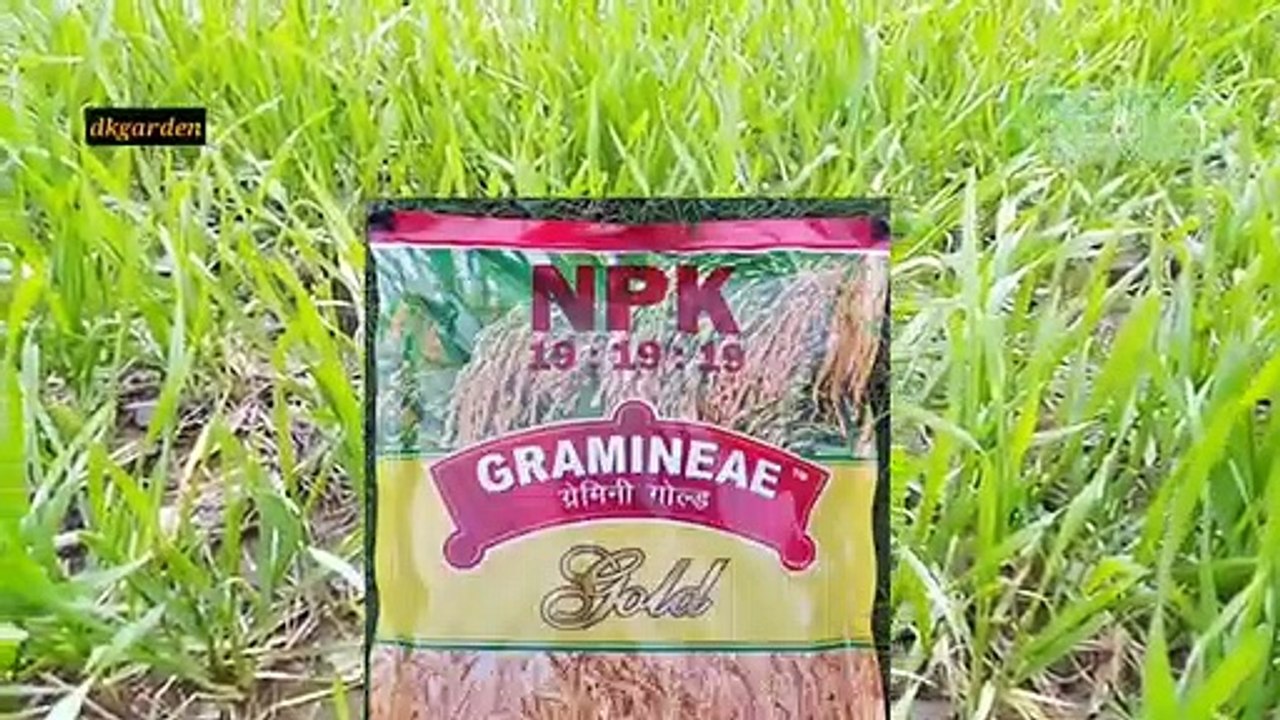 गेहूं_में_घुलनशील_npk_19:19:19,00:52:34_का_प्रयोग_कब,_क्यों,कैसे।।(360p)