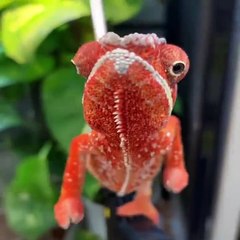 Baby Animals  Funny Cats and Dogs Videos Compilation -2020