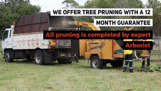 Tree Pruning Services | The Tree Doctor