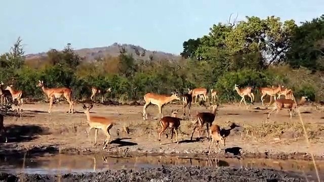 Amazing Hippo Save Impala From Lion Hunting Animals Hero Animals save another animal