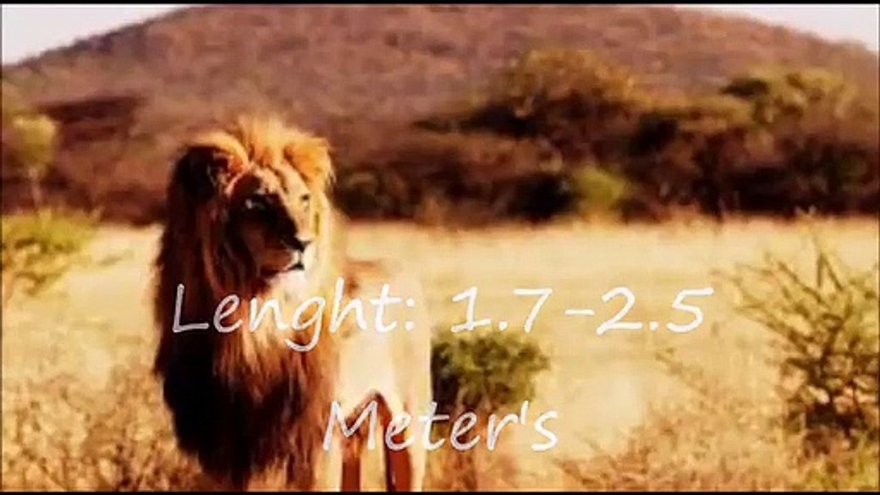 African Lion vs LowLand Gorrilla