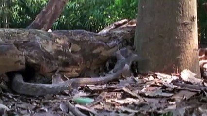 Amazing King Cobra Attack Lizard Dragon Komodo  Snake vs Lizard The Reptiles of the Desert
