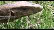 Amazing King Cobra Fight Lizard Dragon Komodo Hunting  Snake vs Lizard The Reptiles of the Desert