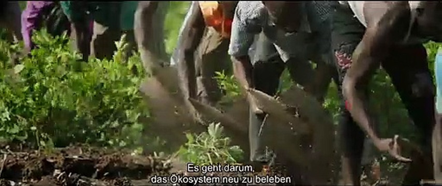 The Great Green Wall Film