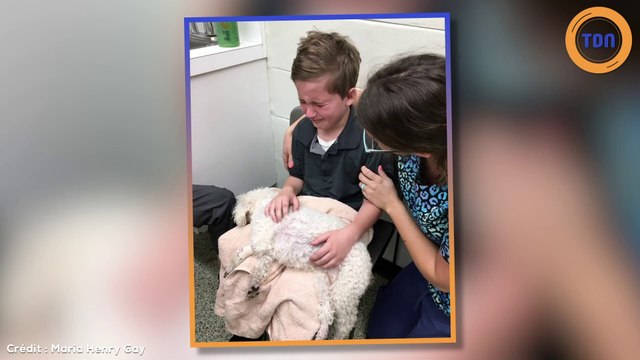 Un petit garçon tient sa chienne mourante dans les bras, il s'effondre