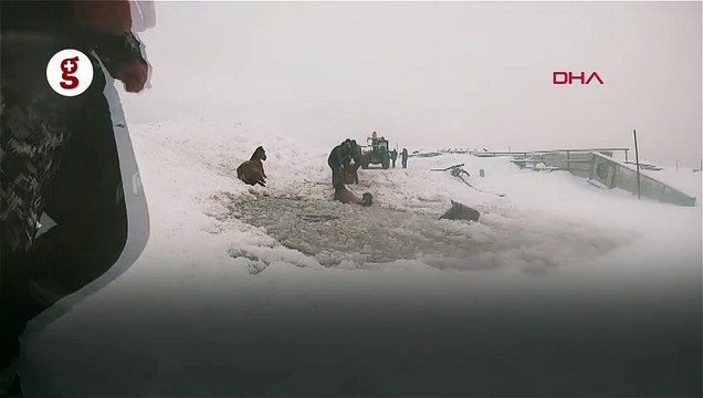Buz kırılınca suya düşen atlar böyle kurtarıldı
