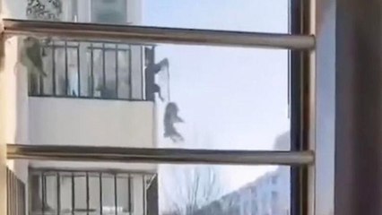 Karantina altındaki adam köpeğini böyle gezdirdi