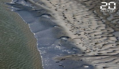 La baie de Somme devient un parc naturel régional