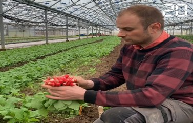 Ludovic, maraîcher en Alsace : Passer au « tout bio », «cela ne se fait pas si facilement»