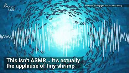 Oceans Are Getting Louder Due to Warming Waters’ Effect on a Tiny Creature