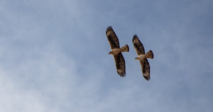 Braconnage : deux aigles de Bonelli, une espèce protégée, retrouvés morts criblés de plomb en Occitanie