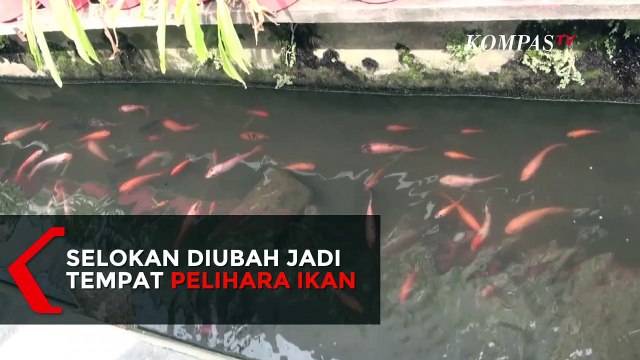 Inspiratif! Warga Ubah Selokan Jadi Tempat Pelihara Ikan Hias