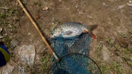 Best 9 Americal Rui / Carp Fish Catch at Pass Pond 2019| Rozina’s Club