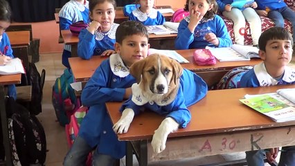 Önlüğünü giyip derse girdi, teneffüse çıktı...Yavru köpek öğrencilerin en sadık dostu oldu