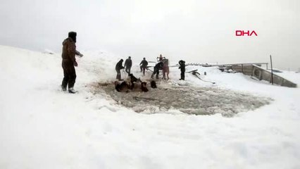 Buz kırılınca suya düşen atlar böyle kurtarıldı