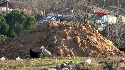 Kaçak hafriyat döken kamyon devrildi