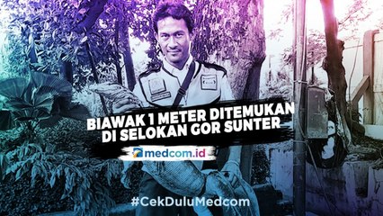 Biawak Sepanjang 1 Meter Ditemukan di Selokan GOR Sunter