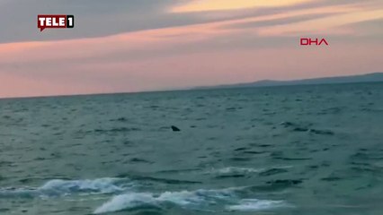 SAros körfesi köpekbalığı