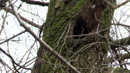 Trotz EU-Naturschutz: 90 Jahre alter Wald abgeholzt
