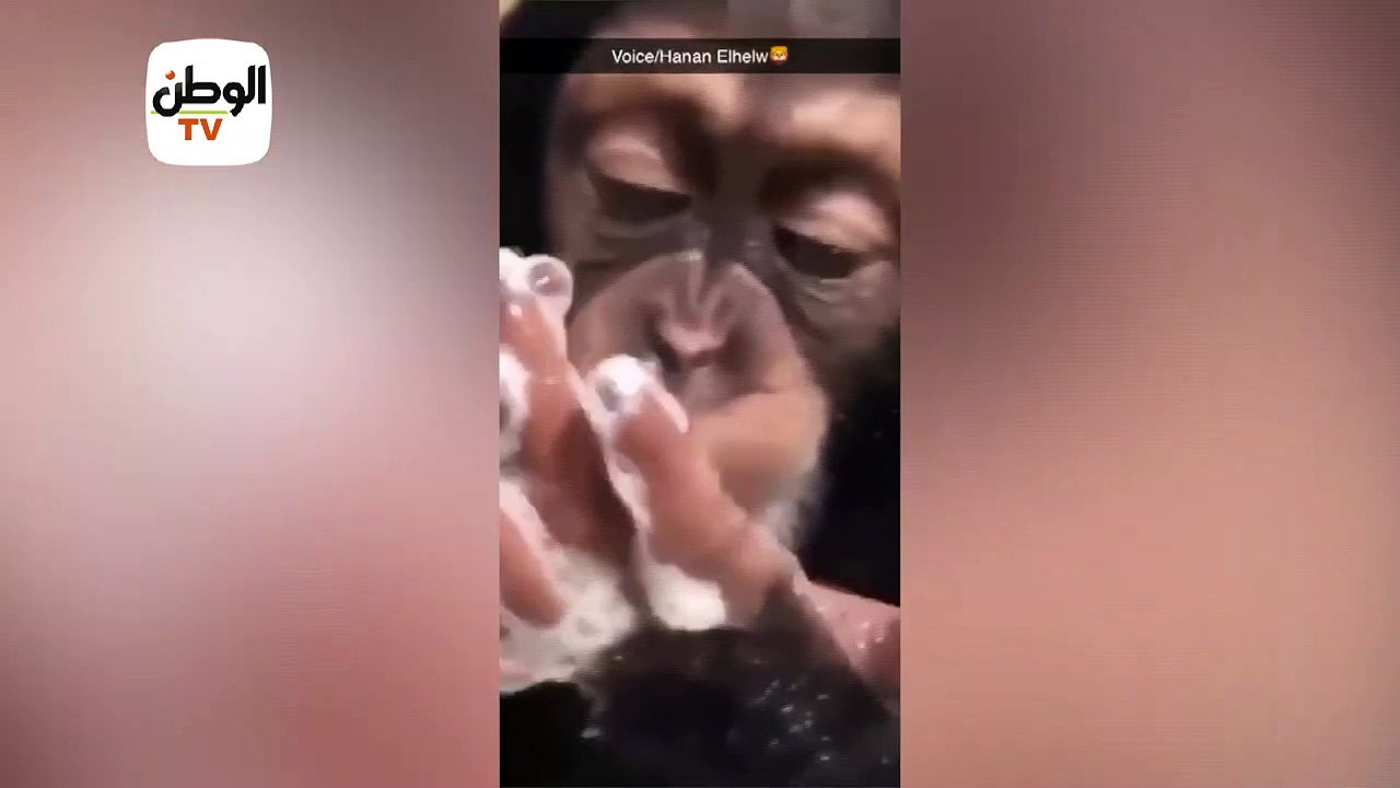 علشان الأطفال يتعلموا.. مدربة أسود تدرب شامبنزي...