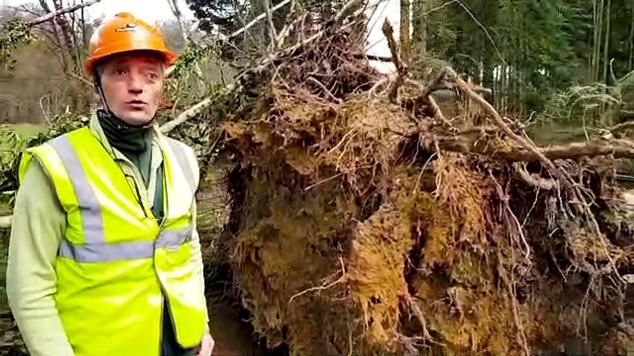 Chutes d’arbres et de branches : la forêt est dangereuse