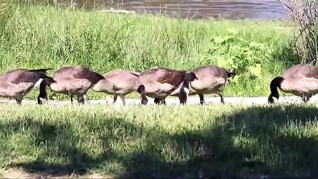 AirPlane in the Hudson River - Story of US Airways Flight 1549 (1)