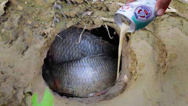 Experiment : Bear Brand vs Bananas Catch Fishes In Hole Amazing Fishing In Underground Hole