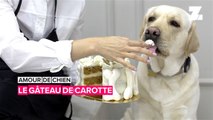 Faites un gâteau aux carottes pour votre chiot