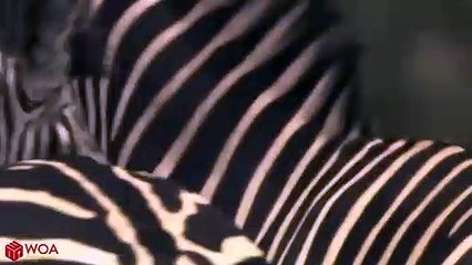 안양출장서비스 안양출장서비스O1OE6579E3382｛카톡COM23｝ 안양출장마사지샵 안양출장안마on안양출장안마cos여3♪⇔∃마사지황형♥≥≪