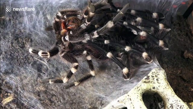 This will make your skin crawl! Tarantula sheds skin in rare molting