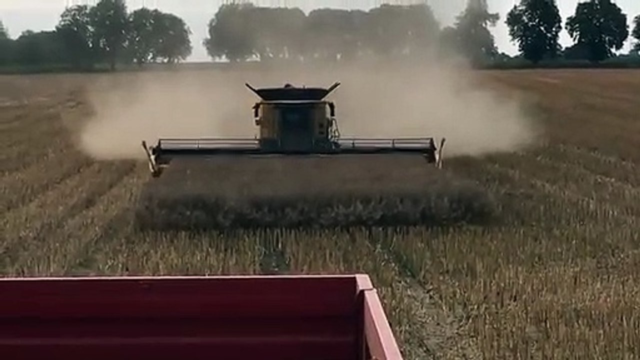 Dernier carre de moisson
