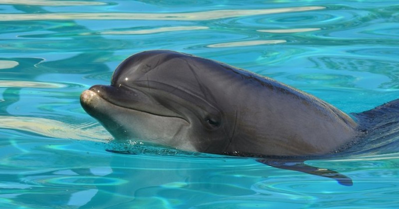 Lotty, la doyenne des dauphins du Marineland d'Antibes, succombe à une infection