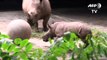 Le zoo de Singapour est fier de présenter ses bébés animaux
