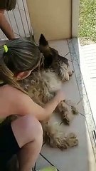 Ce chien n’arrête pas de crier en croyant que son ami anesthésié est mort