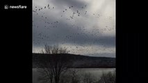 'Goose tornado!' Flock of migratory geese swarm Pennsylvania lake