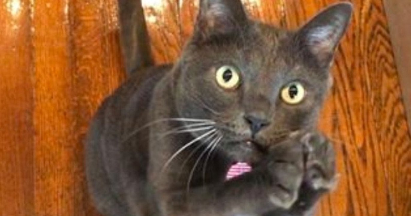 Buoy, l'adorable chat qui supplie sa maîtresse dès qu'il souhaite quelque chose