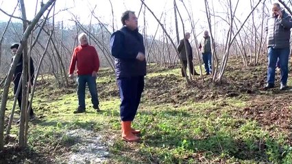 Fındıkta verimi ve kaliteyi arttırmak için proje hazırlandı