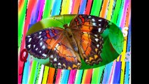 The caterpillar takes one year to become a beautiful butterfly... I love you! [Quotes and Poems]