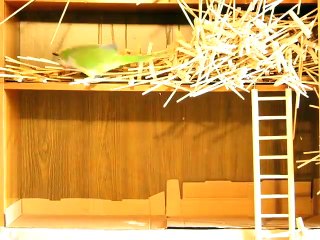 Sparky Builds His Dream House (1)