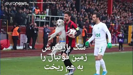 سگ بازیگوش زمین فوتبال را  به هم ریخت