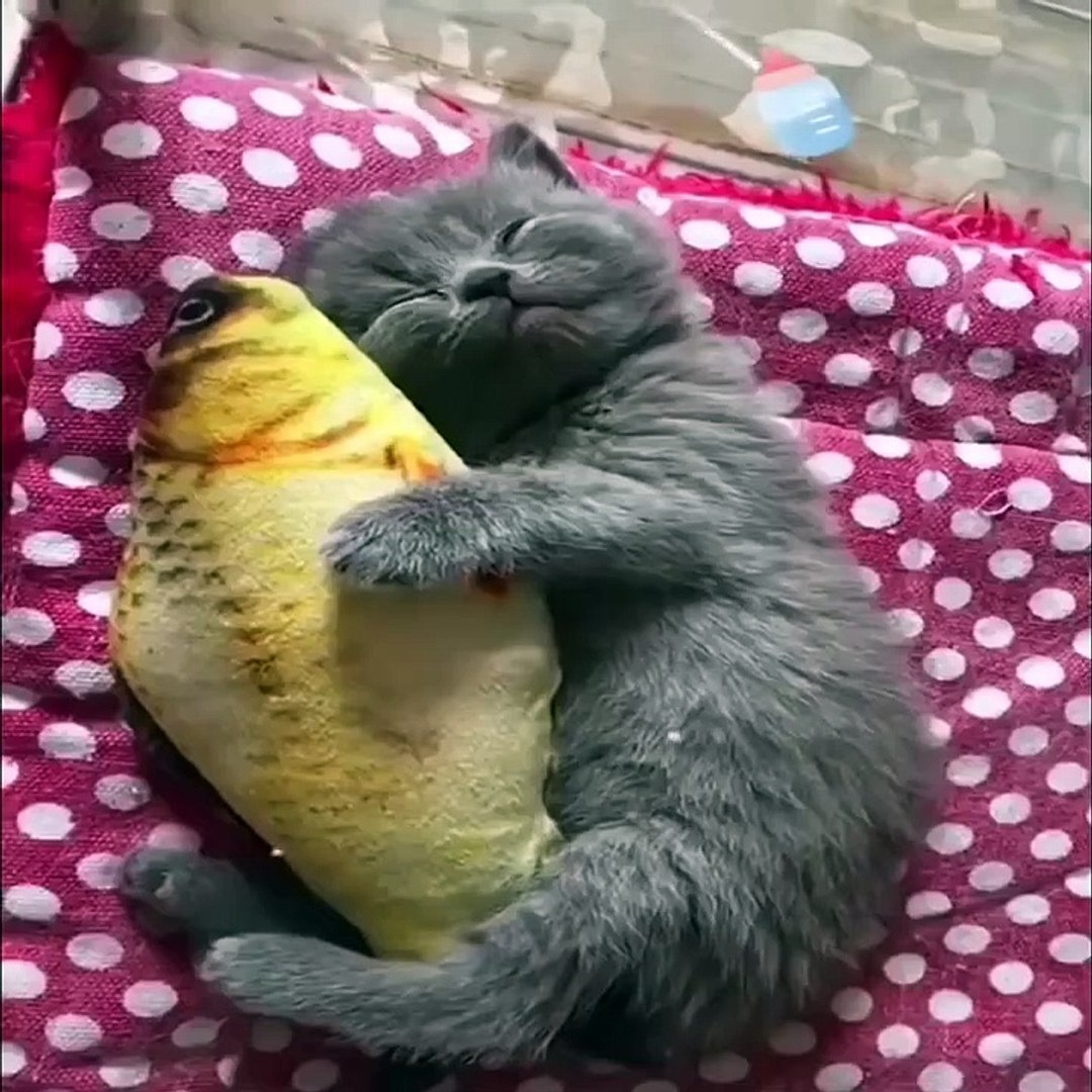 Baby animals funny 2025 cats and dogs