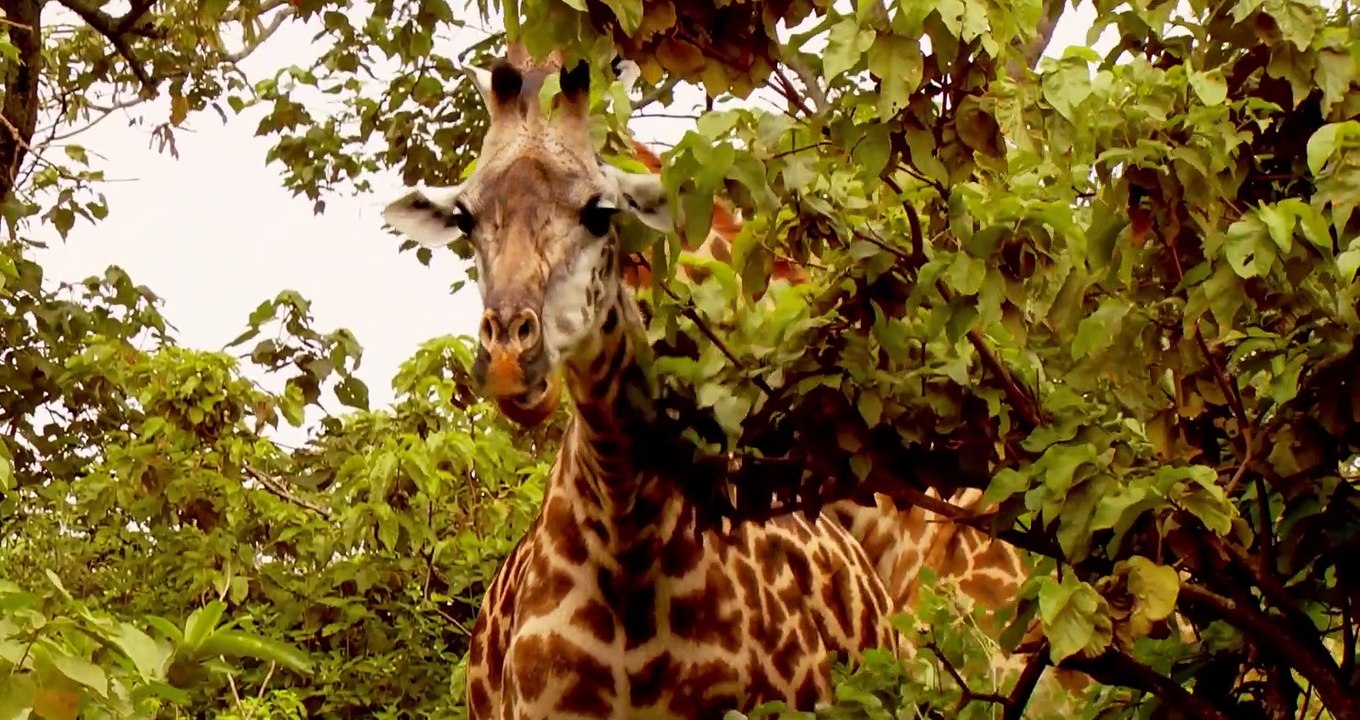 AFRICAN SAFARI ADVENTURE Film