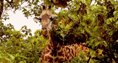 AFRICAN SAFARI ADVENTURE Film