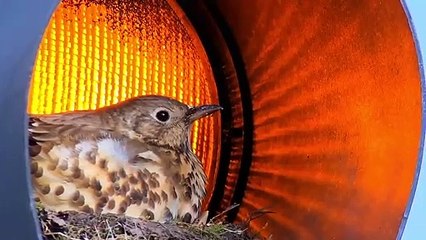 Mistle Thrush chicks hatching in Leeds traffic light (CREDIT: @LeedsBirder)