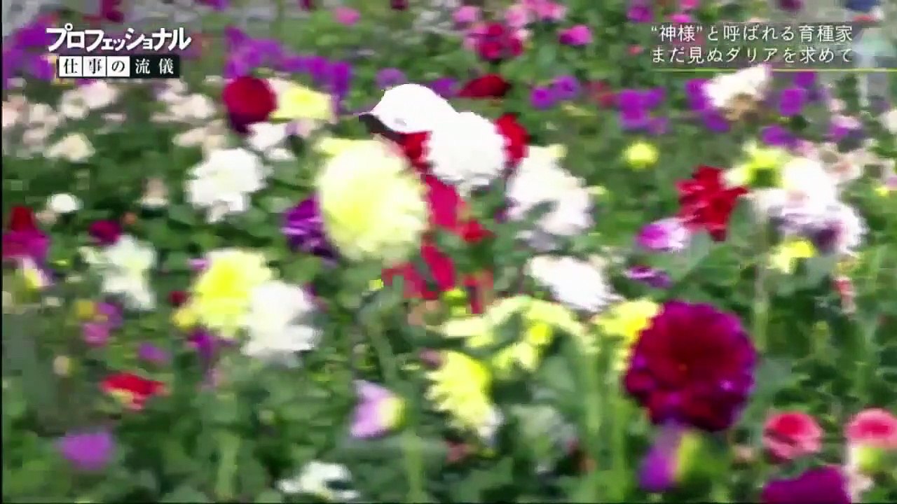 プロフェッショナル 仕事の流儀「魔性の花に魅せられて～育種家・鷲澤幸治～」ダリアは幸せを運ぶ花2020年1月28日