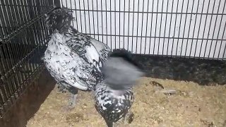 Salver sbreeder chicken