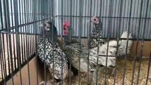 Murga Bazi, aseel murga, aseel breeding, aseel murga 2020, rooster cage setup, backyard chickens, rooster cage making, chicken coop, aseincubator, pakistani aseel murga, rooster cage d