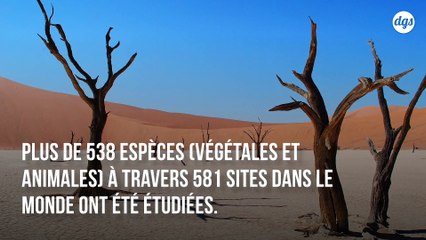 Catastrophe climatique : un tiers des plantes et des animaux pourrait disparaître d'ici 50 ans