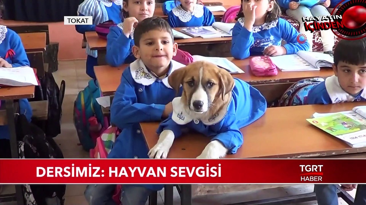 Dersimiz: Hayvan Sevgisi